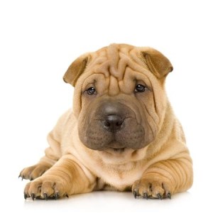 Shar Pei