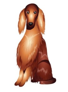 Irish Setter
