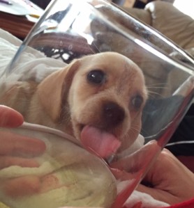 See!  She was meant to be my dog!  